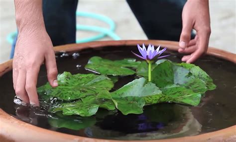 How To Grow Water Lilies In A Bowl Back Gardener