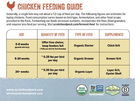 Broiler Chicken Feeding Guide Pdf Guides Online