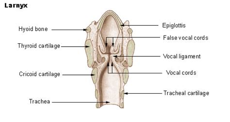 Cricoid Cartilage Posterior Aspect Of