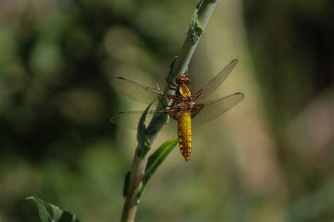 Libellula Depressa Mdj Sa Flickr