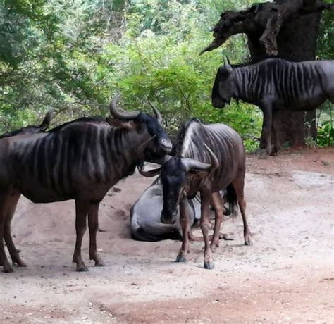 Bosgeluk House Bosgeluk Marloth Park