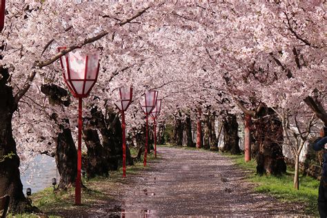 弘前公園（弘前城）の桜おすすめ撮影スポット 弘前さくらまつり