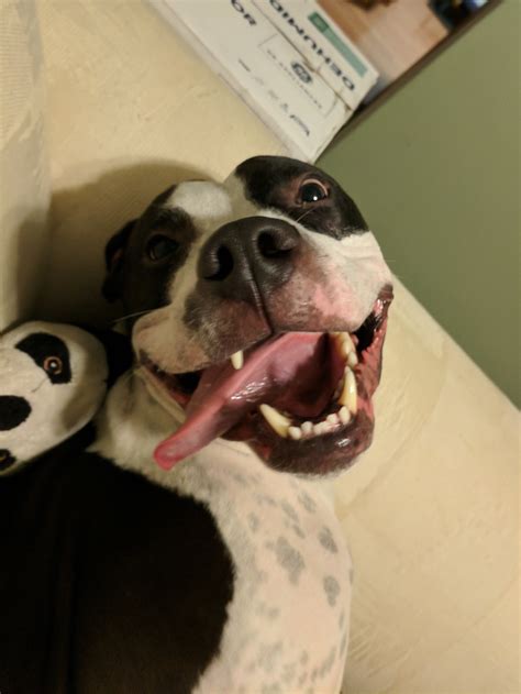 so much happy : pitbulls