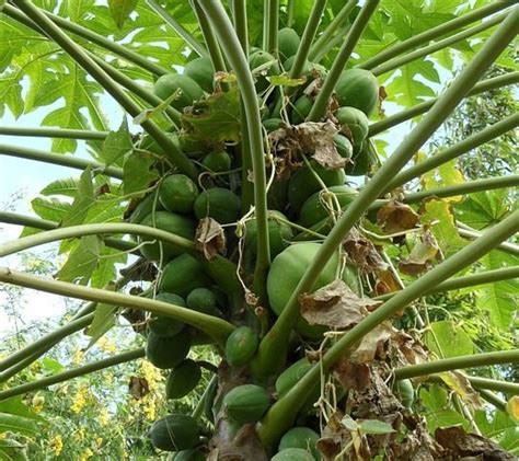 History Of The Pawpaw Tree | Gardens Australia