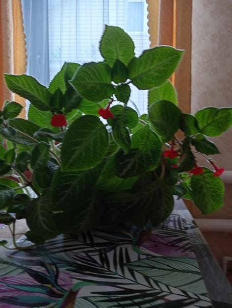 Good afternoon to all ! Name the flower. | Мир растений Касимов | VK