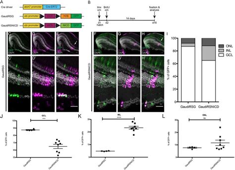 Notch Signalling Activation In Atoh Positive Progenitors Shifts Cell