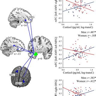 Pdf Sex Differences In The Functional Connectivity Of The Amygdalae In Association With Cortisol