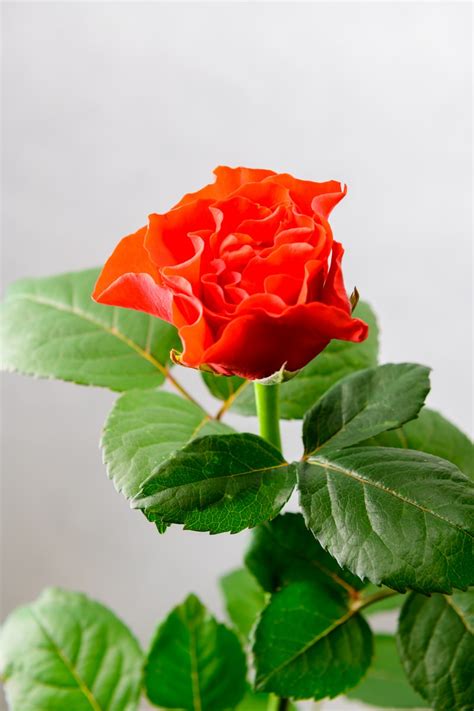 Каталог продукции / Флористический центр «Горкунов» Новосибирск ...