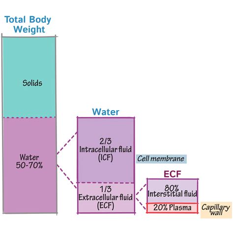 Physiology Glossary Body Water Compartments