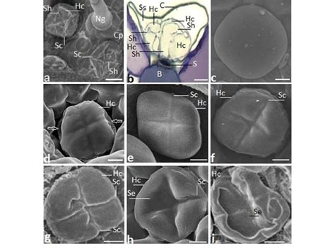 Sem Micrographs Showing Successive Stages For Opening Of Peltate