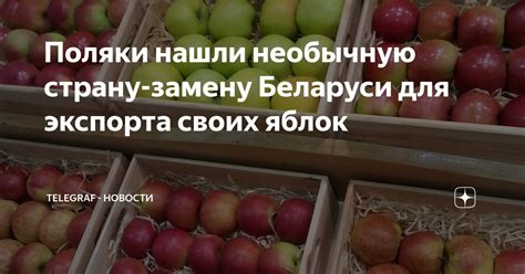 Поляки нашли необычную страну-замену Беларуси для экспорта своих яблок ...