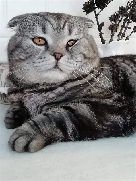 Pin by Barbara Dugger on cats | Cats, Animals