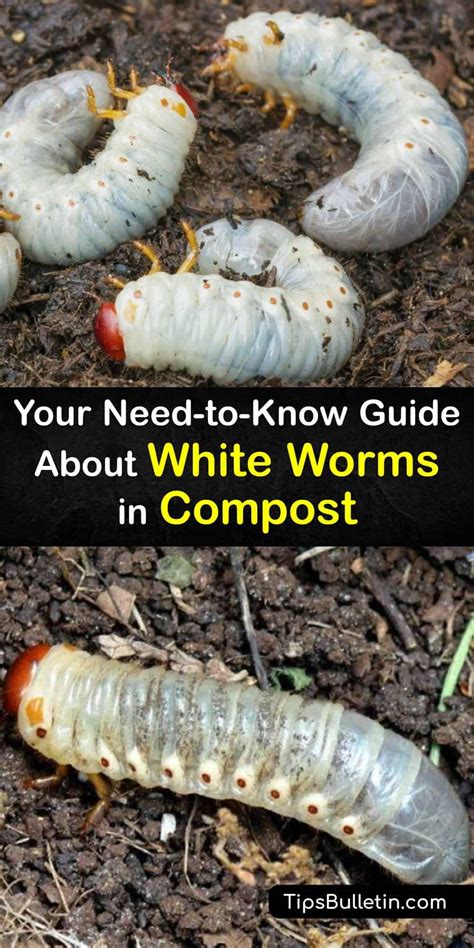 What Are Pot Worms Should I Worry About Worms In My Compost