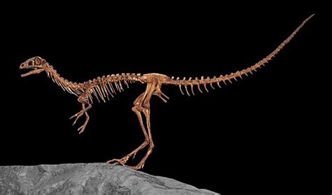 Compsognathus - Wikipedia