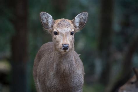 Antoine Boureau Cerf Sika Daim Dans Le Parc De Nara Japon Sika