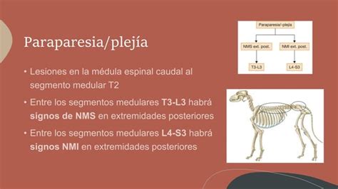 Diagnostico Diferencial Paraparesia Paraplejia PPT