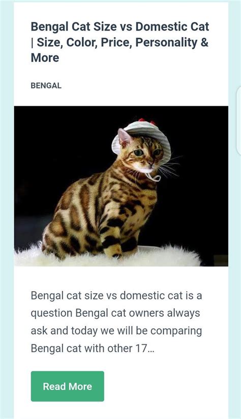 Bengal Cat Size Comparison