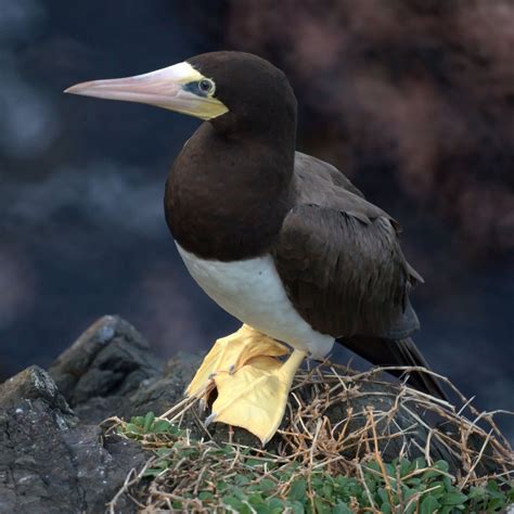 Brown booby: the fish thieves that inhabited the sea islands