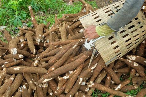 Closed Up Of Hands Spilling Cassava From Bamboo Basket Stock Image