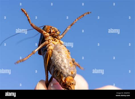 Mormon Cricket Held By Human Hand For Scale Underside Mandibles And