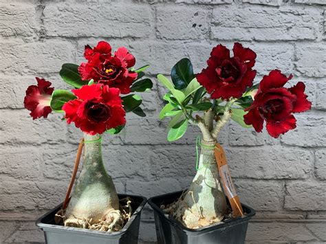 Адениум сорт Black Sun (Black Window): фото и описание