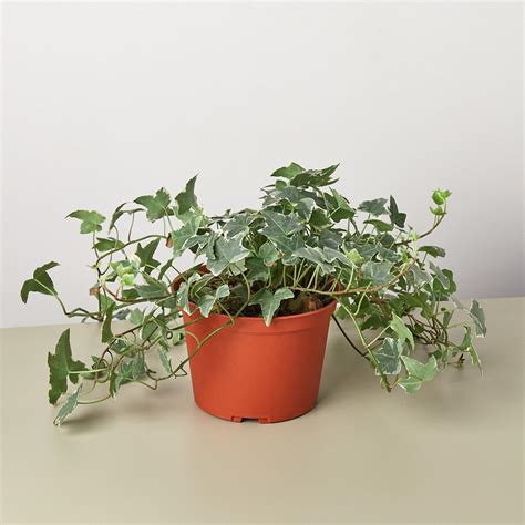 Ivy Care — House Plant Shop