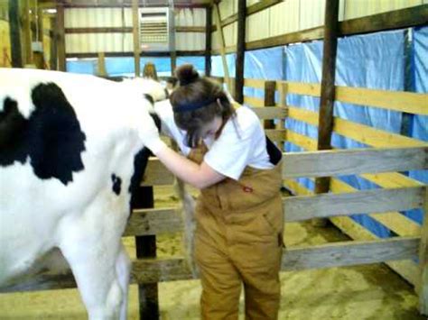 Vet Tech Student Bovine Rectal Palpation Youtube