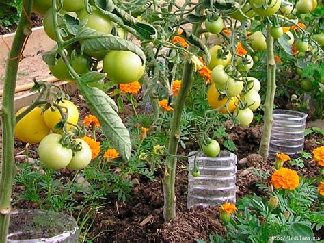 Автоматический полив на огороде - SNEG5.com