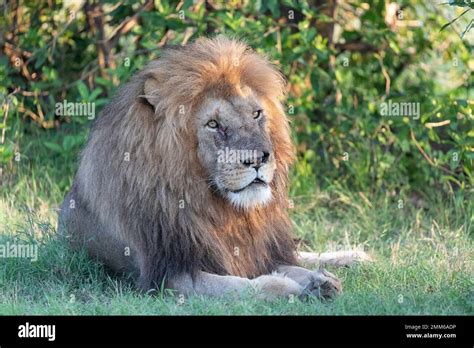 Animals of the Masai Mara Stock Photo - Alamy