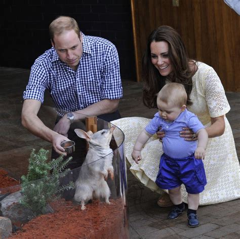 "Royal" Bilby Babies a Taronga Zoo First - ZooBorns