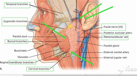 Parotid Gland Relations Youtube