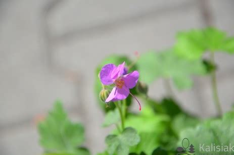 Geranium Cantabrigeiense Cambridge Bodziszek Kantabryjski