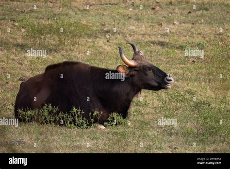 indian gaur bos gaurus  biggest   world beautiful wild