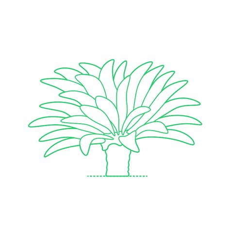 plants dimensions drawings dimensionscom