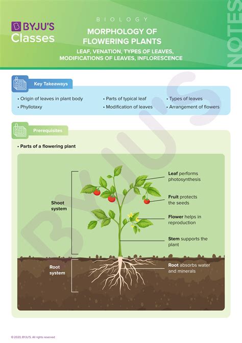 Solution Morphology Of Flowering Plants Biology Class Notes