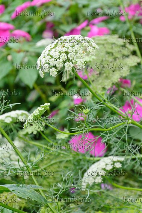 Image False Bishops Weed Ammi Majus Queen Of Africa 487220