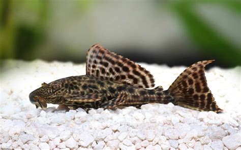 Plecos Types List Of Top 20 Types Of Plecos Fish Laboratory Aquatics