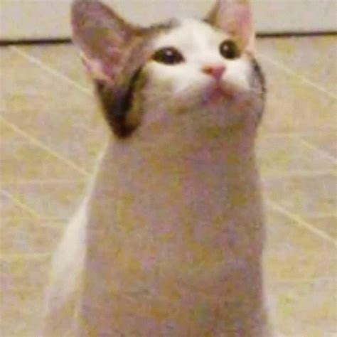 cat gold fish swimming meme gif gifdbcom