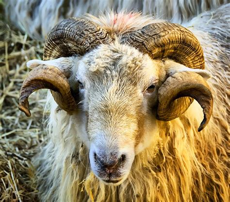CARNERO... | Ranch life, Cattle, Sheep
