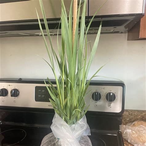how to grow lemon grass plant 5