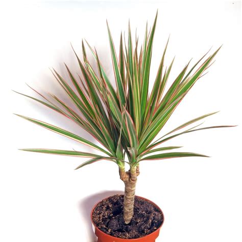 Dracaena Marginata Plants Whitsunday