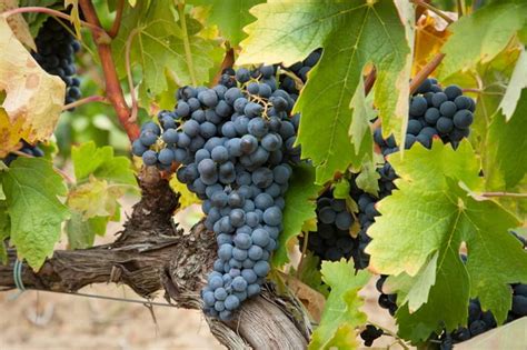 Tempranillo, "the Spanish Beauty"? | Muriel Wines