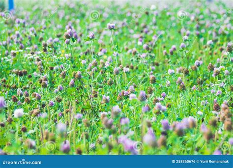 Campo De Flores De Tr Bol Flores De Tr Bol Silvestres En C Sped Verde