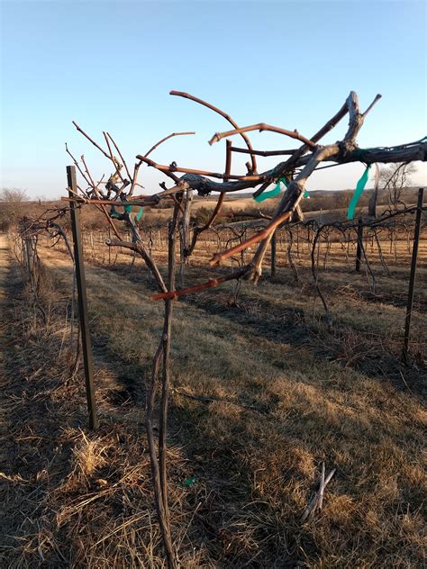 Pruning Grape Vines In California at Melvin Elrod blog