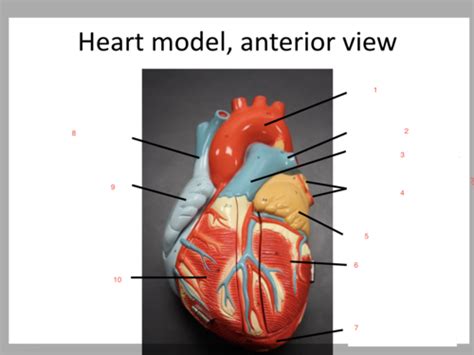 Heart Model Study Set BIOL 112L Endocrine Blood Heart Flashcards