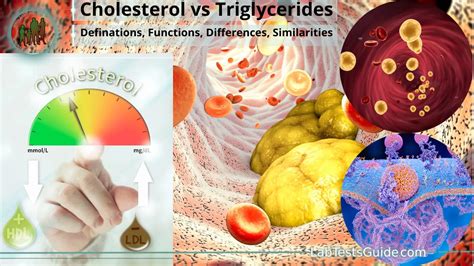 Cholesterol vs Triglycerides: Definations, Structures, Differences, Similarities and more