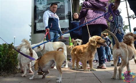 Toda La Informaci N Sobreesteriliza A Tu Perro Y Gato En Toluca