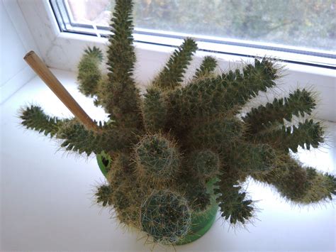 Mobile-review.com Обзор-сравнение Philips S326 и BQ Wide