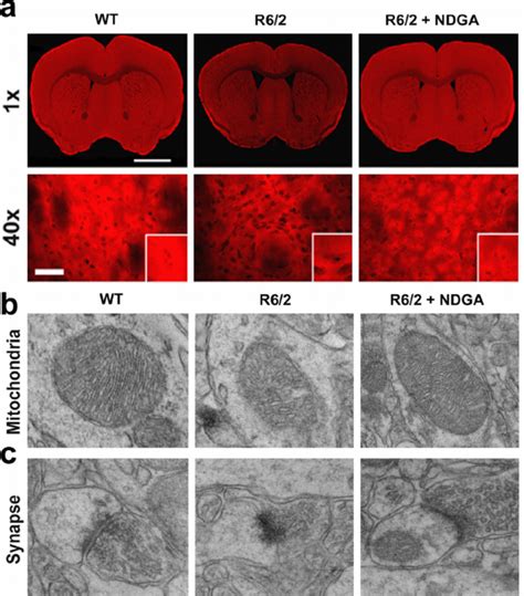 Ndga Restores The Mitochondrial Membrane Potential And Improves The Download Scientific Diagram