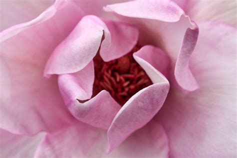 Pink Garden Flowers Photos In  Format Free And Easy Download